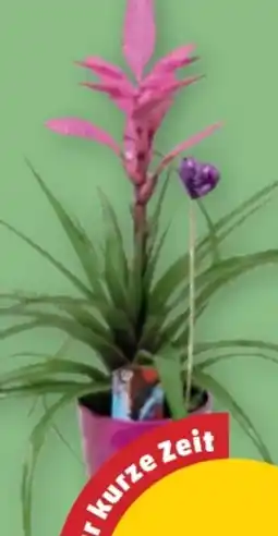 PENNY Bromelie Angebot