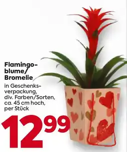 Billa Flamingo blume Bromelie Angebot