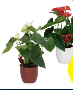 Hofer Flamingoblume Angebot