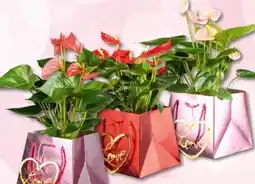 Interspar Anthurien Angebot