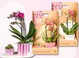 Interspar Geschenkset Phalaenopsis Angebot