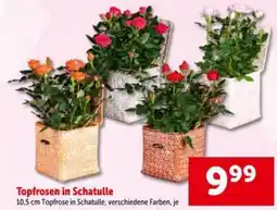 Interspar Topfrosen in schatulle Angebot