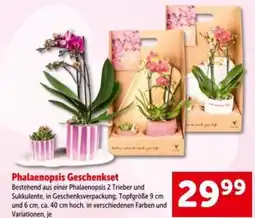Interspar Phalaenopsis geschenkset Angebot
