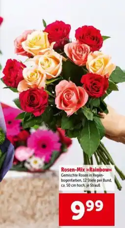 Interspar Rosen mix rainbow Angebot