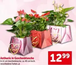 Interspar Anthurie in geschenktasche Angebot