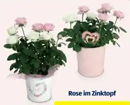 Hofer Rose Angebot