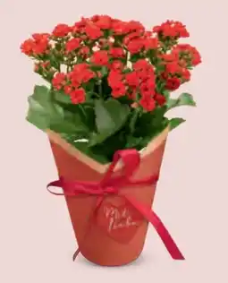 Hofer Kalandiva Angebot