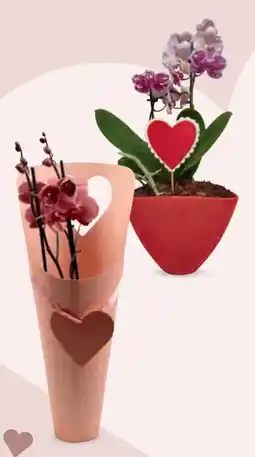 Hofer Orchidee Angebot