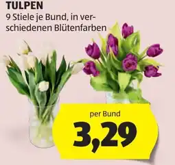 Hofer Tulpen Angebot