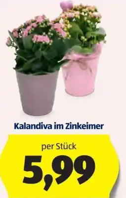 Hofer Kalandiva im Zinkeimer Angebot