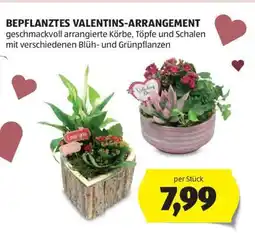 Hofer BEPFLANZTES VALENTINS-ARRANGEMENT Angebot