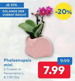 T&G Phalaenopsis mini Angebot