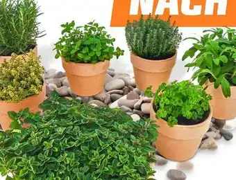 OBI Kräuter im Tontopf Angebot