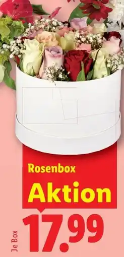 Lidl Rosenbox Angebot