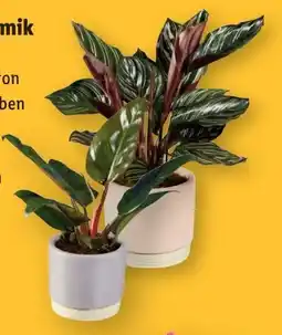 Lidl Grünpflanzen Angebot
