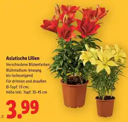 Lidl Asiatische Lilien Angebot