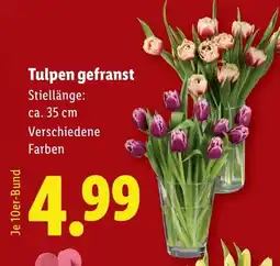 Lidl Tulpen gefranst Angebot