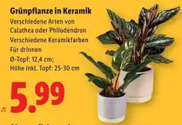 Lidl Grünpflanze in Keramik Angebot