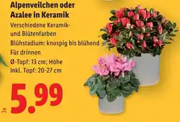 Lidl Alpenveilchen oder Azalee in Keramik Angebot