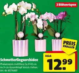 Hagebau Schmetterlingsorchidee Angebot