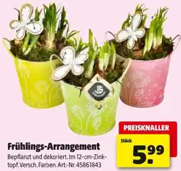 Hagebau Frühlings-Arrangement Angebot