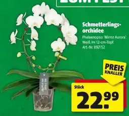 Hagebau Schmetterlings- orchidee Angebot