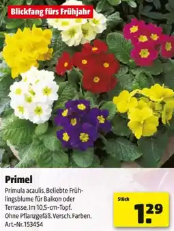 Hagebau Primel Angebot