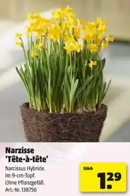 Hagebau Narzisse 'Tête-à-tête' Angebot