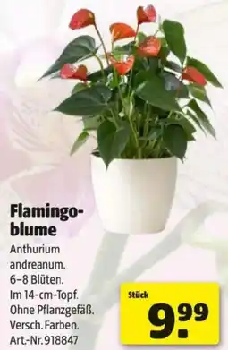Hagebau Flamingo- blume Angebot