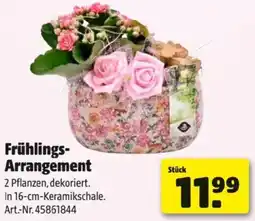 Hagebau Frühlings- Arrangement Angebot