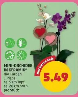 PENNY Mini-orchidee in keramik Angebot