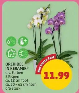 PENNY Orchidee in keramik Angebot