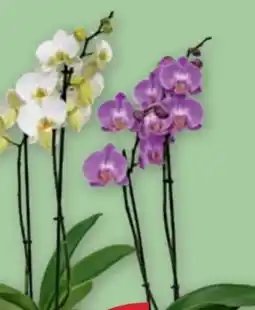 PENNY Orchideen Angebot