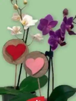 PENNY Mini-Orchidee Angebot