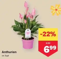 MPreis Anthurien Angebot