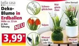 Norma Deko blume Angebot