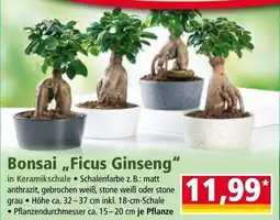Norma Bonsai Ficus Ginseng Angebot
