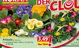 Norma Primeln Angebot