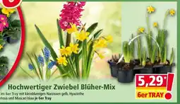 Norma Hochwertiger Zwiebel Blüher Mix Angebot