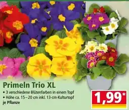 Norma Primeln Trio XL Angebot