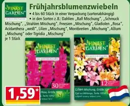 Norma Frühjahrsblumenzwiebeln Angebot