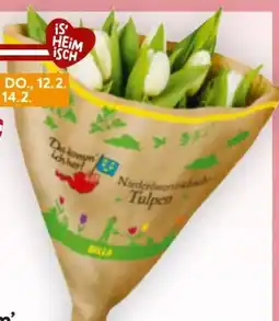 Billa Da komm' ich her Tulpen Angebot