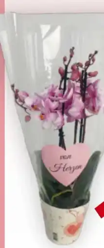 Billa Orchidee Multiflora Angebot