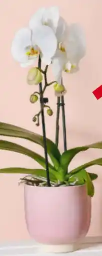 Billa Orchidee Cascade Angebot