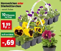 Thomas Philipps Hornveilchen oder Stiefmütterchen Angebot