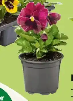 Thomas Philipps Hornveilchen oder Stiefmütterchen Angebot