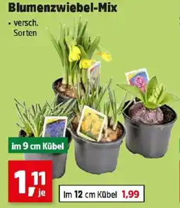Thomas Philipps Blumenzwiebel Mix Angebot