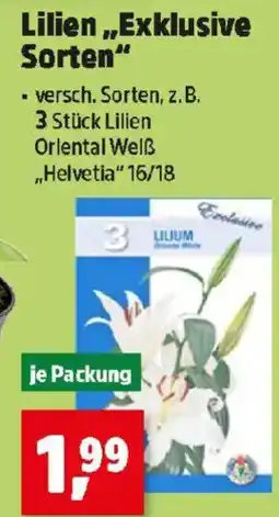 Thomas Philipps Lilien Exklusive Sorten Angebot