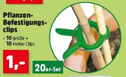 Thomas Philipps Pflanzen Befestigungs clips Angebot