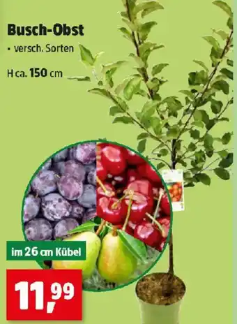 Busch Obst